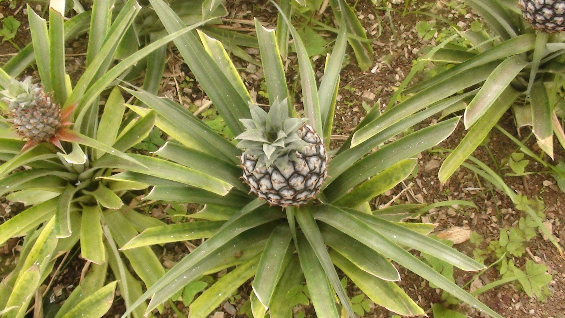 Pineappl Ponta Del Garda